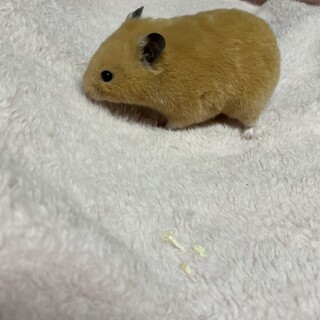 急募！キンクマハムスターの里親募集！！