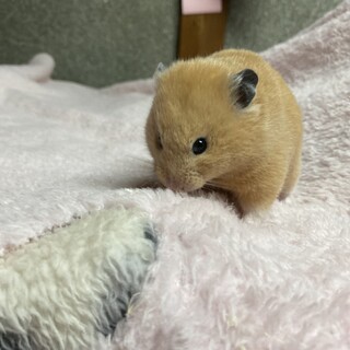 急募！キンクマハムスターの里親募集！！
