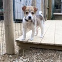オシャレな柄模様のヒラキくん‼︎1か月半