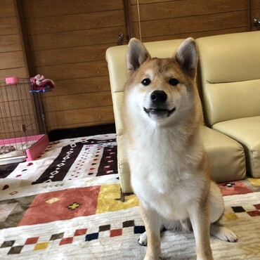 なんと実家に新しいわんちゃんが！！かわいい！会いたいです