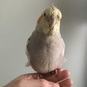 オカメインコの♀シナモン