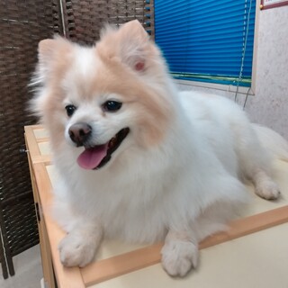 ポメ&チワワのmix犬、里親さん探しています
