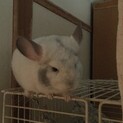 チンチラ パールモザイク里親募集
