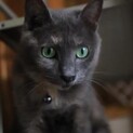 しあわせにゃんこになりました