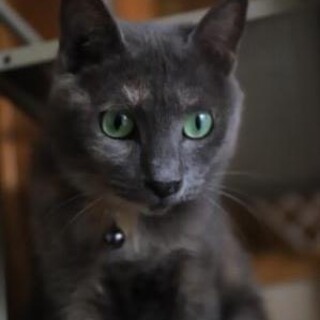 しあわせにゃんこになりました