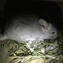 チンチラ シナモン里親募集
