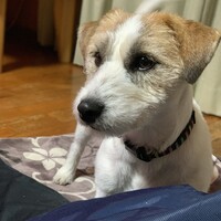 ヴィヴィ