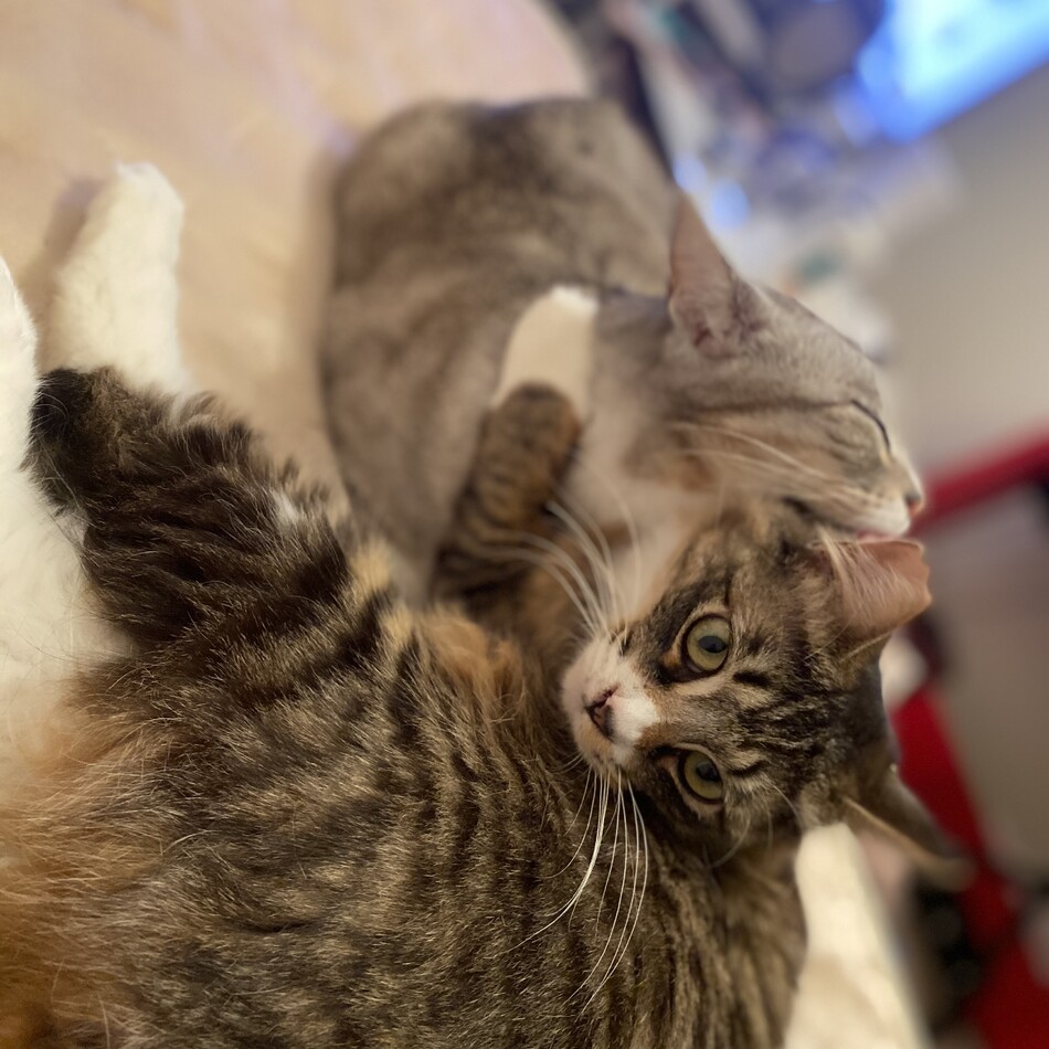 フワ次郎のカバー写真