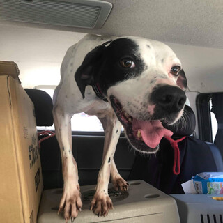 明るくて元気いっぱいな甘えん坊さん★ハリー