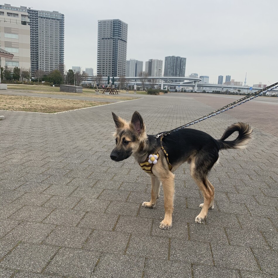 ロビン（ジャーマン・シェパード・ドッグ） :: ペットのおうち