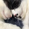 すやすや