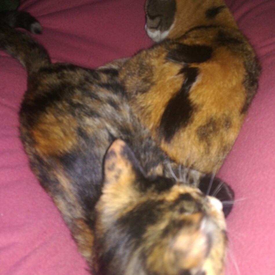 ゆいのカバー写真