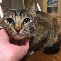 おみそ