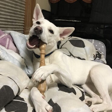 ガジガジガジガジ