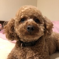 タロ