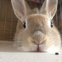 ※音信不通の為※１歳男の子ハルちゃん