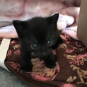 子猫の里親さん募集！