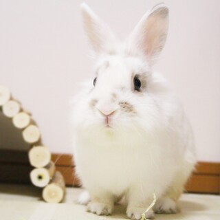 希望者が現れたので、一旦、募集中止しました。