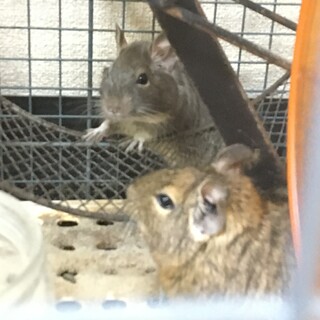 生後半年デグー　オス2匹