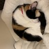 ニャンモナイト