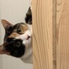 きりり！