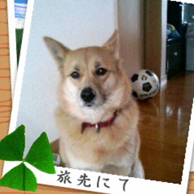 つねつね５のカバー写真