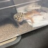 梨そら