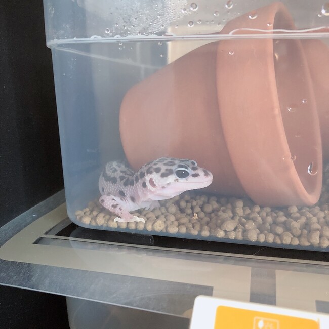 梨そらのカバー写真