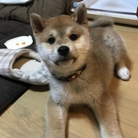 すみれ