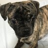 色々あって里親に出すことにしました。 サムネイル3