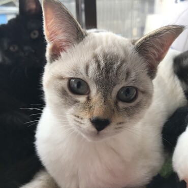猫ちゃんをお引き取りして1ヶ月経ちました。