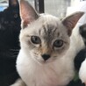 猫ちゃんをお引き取りして1ヶ月経ちました。