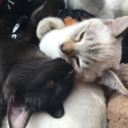 家に来て1ヶ月が経ちました！