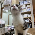 可愛いお顔の抱っこ猫ちゃん