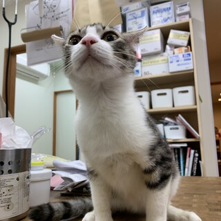 可愛いお顔の抱っこ猫ちゃん