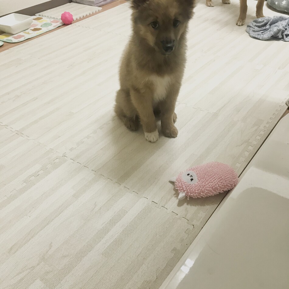 Tabbieのカバー写真