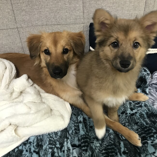 AUSのカバー写真