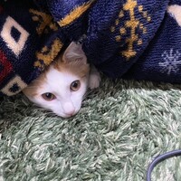 おこげ