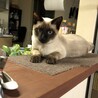 れっかたん