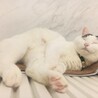 の写真