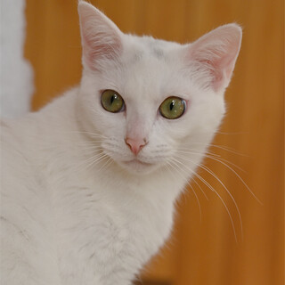 額に少し色有り白くん、9ヶ月