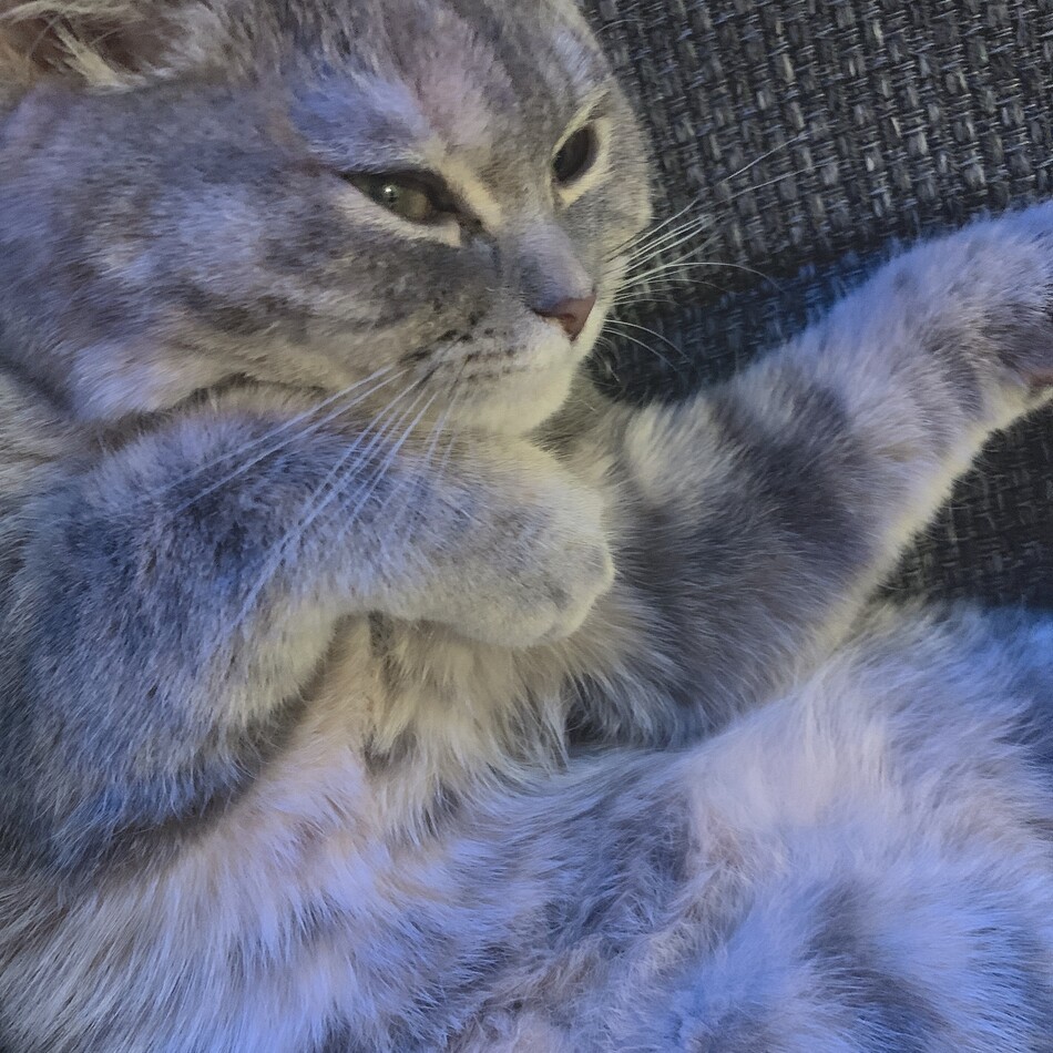 モクレのカバー写真