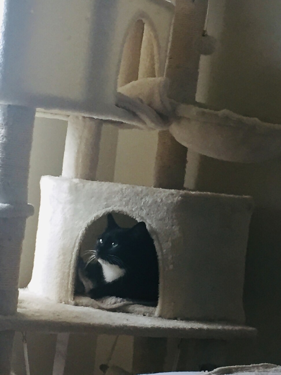 怖がりな威嚇のタキシード女のこ 愛知県 猫の里親募集 ペットのおうち 月間利用者150万人