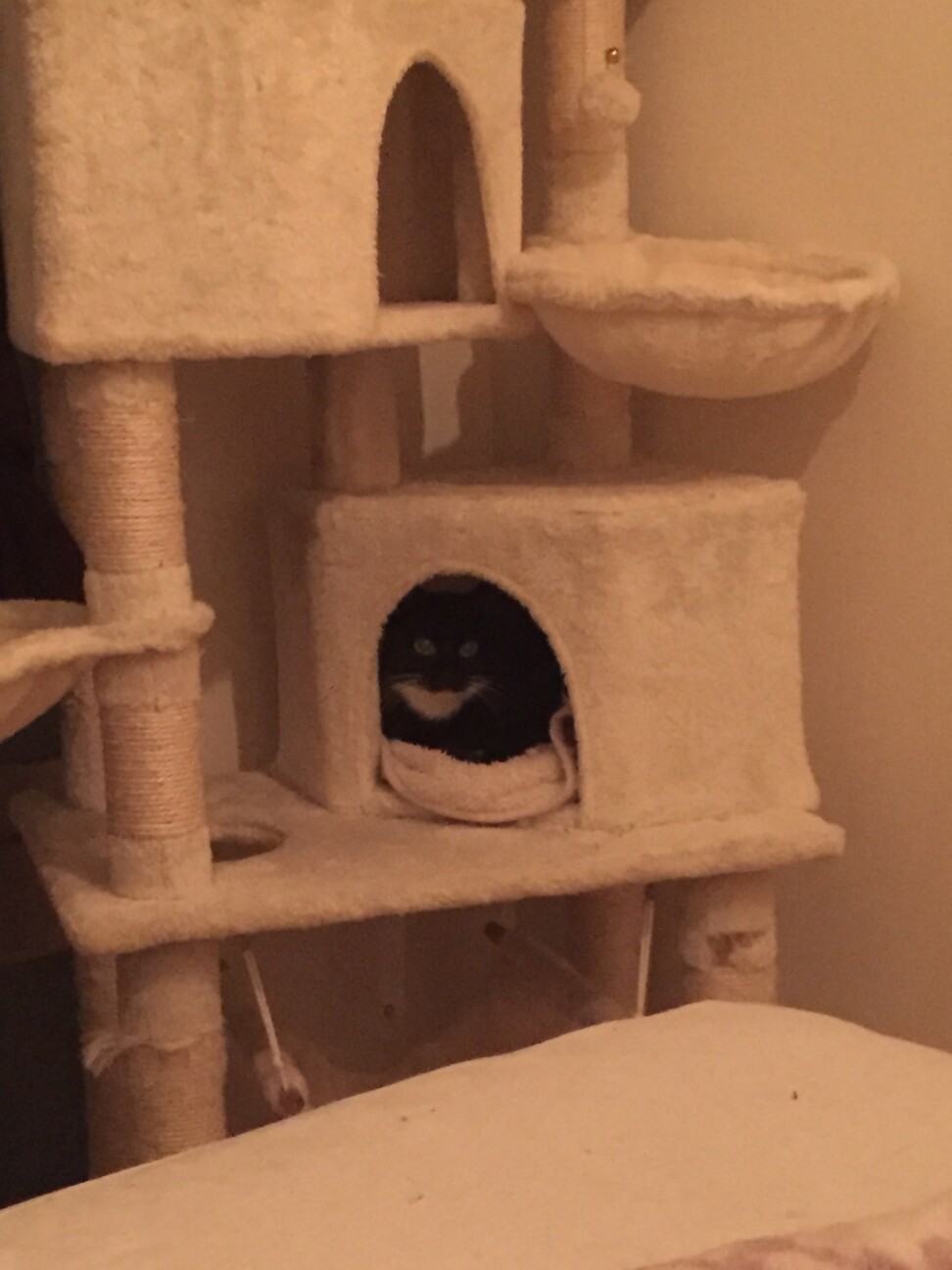 怖がりな威嚇のタキシード女のこ 愛知県 猫の里親募集 ペットのおうち 月間利用者150万人