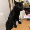 テーブルは登る。止められても登る。