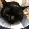去勢後。初カラー。上手く動けずグッタリ。