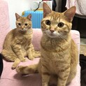 双子の男の子と女の子トライアル検討中