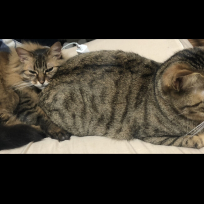 goyapiyoのカバー写真