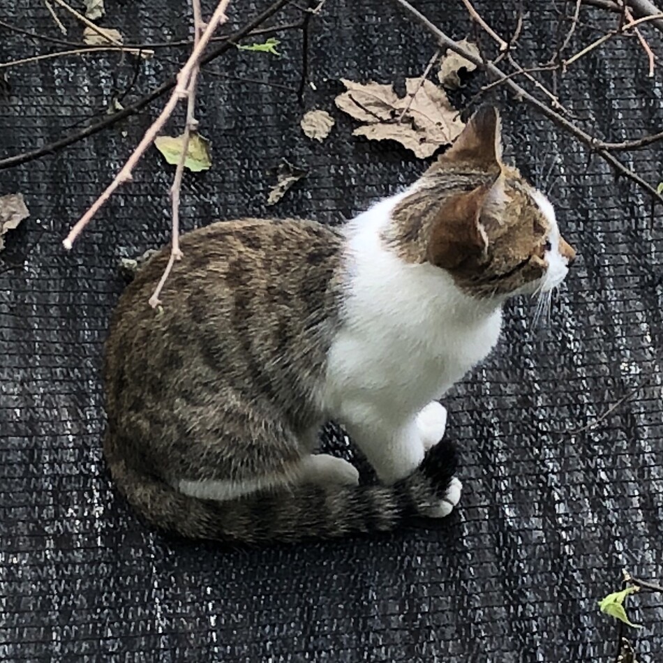 コッコのカバー写真