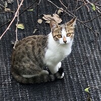チコ